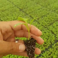 دسته کار گر زن دارم برای کارکشاورزی 10نفر|خدمات باغبانی و درختکاری|دزفول, |دیوار