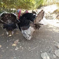 فروشی بوقلمون