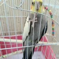 عروس هلندی|پرنده|آباده, |دیوار