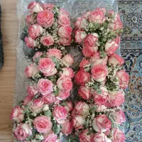 فروش گل رز لب ماتیکی|گل و گیاه طبیعی|پردیس, فاز ۲|دیوار