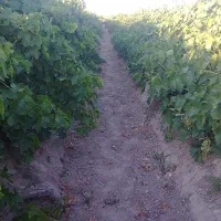 باغ انگور و میوه