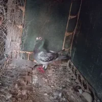 گرفتنی  عراق و هواکش
