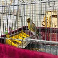 سهره قناری سره نر