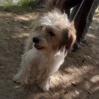 یک نوع سگ پاپی