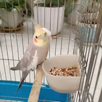 عروس هلندی مولد