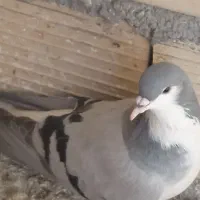 طلای،خوب خوشرنگ دوتانهصد|بدلیجات|تاکستان, |دیوار