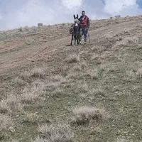 خر گله ای