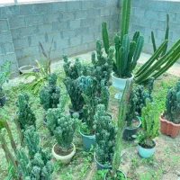 گل های بسیار جذاب صخره ای به طور کلی فروخته میشود|گل و گیاه طبیعی|خمام, |دیوار