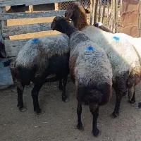 5راس میش آبستن سونوشدن|حیوانات مزرعه|سیمین شهر, |دیوار