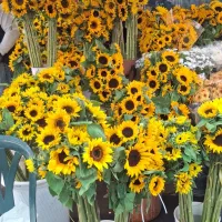 باغچه-چهار-دیواری