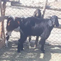 ۱۰ راس کره بز پرواری چاق چاق برا قصابی در سربندر|حیوانات مزرعه|بندر ماهشهر, |دیوار