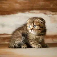 توله گربه های اسکاتیش