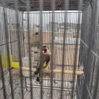 سهره ماده چونه سفید  پریدرفت