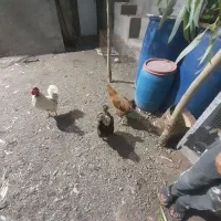 مرغ و خروس سالم