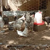 فروش مرغ برهما و بوقلمون ماده