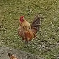 خروس چینی سایز کوچک بالغ آوازخوان