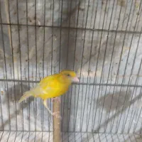 قناری|پرنده|کهریزک, |دیوار