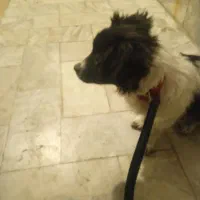 سگ بوردل کولی