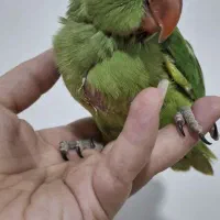 جفت مولد قطعی ملنگو|پرنده|ساری, |دیوار