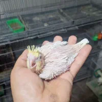 عروس هلندی سرلاکی|پرنده|کازرون, |دیوار