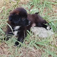 توله سگ پشمالو شیتزوپیکنیز ۲تاماده|سگ|رشت, جانبازان|دیوار