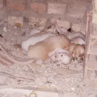 سه تا سگ|سگ|گرگان, |دیوار