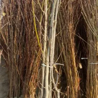 دهکده نهال|خدمات باغبانی و درختکاری|کرج, دهقان ویلا|دیوار