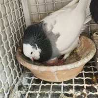 کبوتر کفتر طوقی سبز