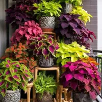 گل و گیاه|گل و گیاه طبیعی|سیرجان, |دیوار