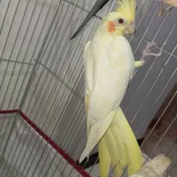 عروس هلندی لوتینو ماده