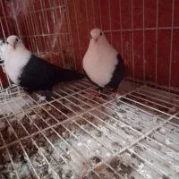 نرماده کلاغ سیاه باجوجه هاش