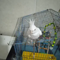 عروس هلندی آلبینو