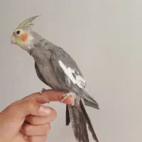 یک عدد عروس هلندی  برای فروش