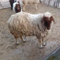 شیشک و بره