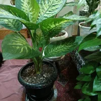 گلهای اپارتمانی سالم به قیمت|گل و گیاه طبیعی|تهران, دهقان|دیوار