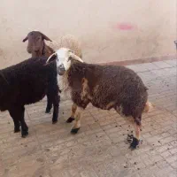 ۳ راس بره جنس شال و پلنگی ۳۰ کیلو