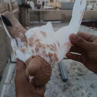 کبوتر کفتر جفتی|پرنده|اقبالیه, |دیوار