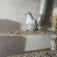 کبوترهای  سیاه هلندی سیاه