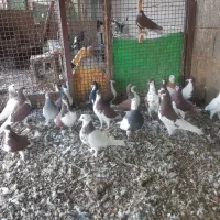 کبوتر خوشرنگ .در گویم .گو دگویم آفتاب ۲