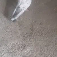 کبوتر نر او ماده