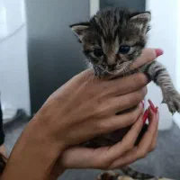 گربه واگذاری