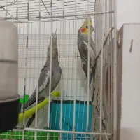 عروس هلندی جفت|پرنده|تربت جام, علوی|دیوار