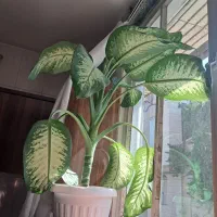 گل دیفن باخیا