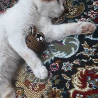 گربه پرشین بسیار سرحال