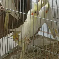 جوجه دون خور عروس هلندی ویه ماده لوتینو دوساله
