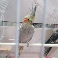 عروس هلندی گل باقالی