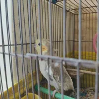 عروس هلندی جوجه