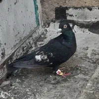 کفتر زرقان|پرنده|شیراز, بازار|دیوار