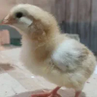 جوجه محلی اصیل هفت روزه|حیوانات مزرعه|گتاب, |دیوار