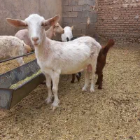 بز سانن جوان